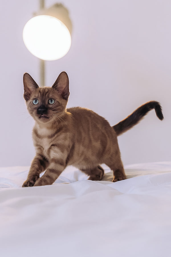 Winky | Bengal Kitten