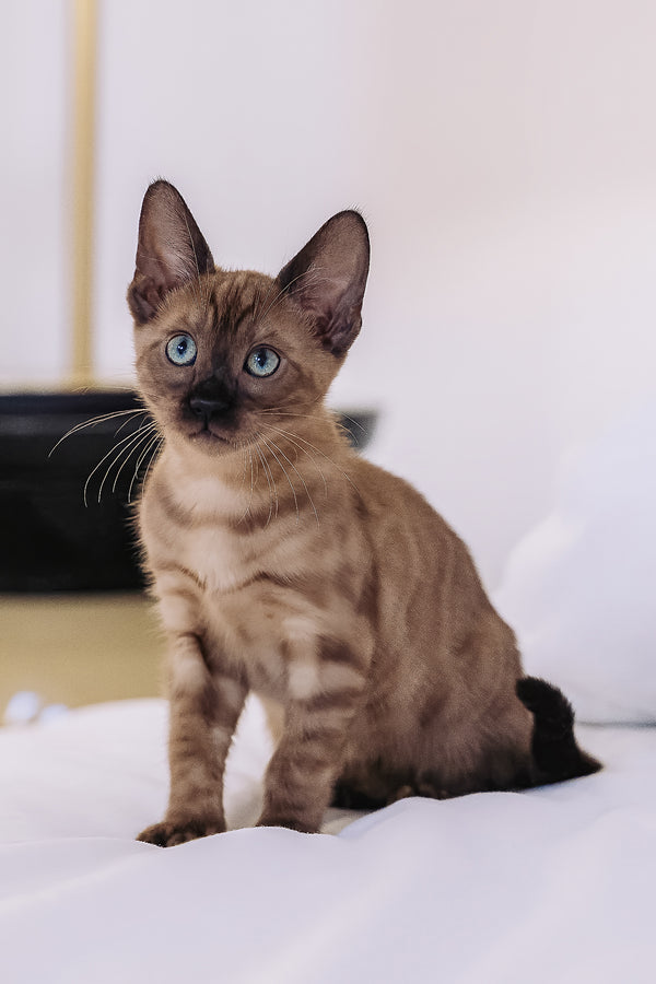 Winky | Bengal Kitten