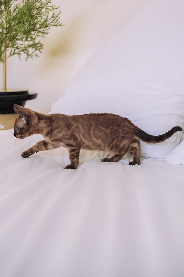Winky | Bengal Kitten