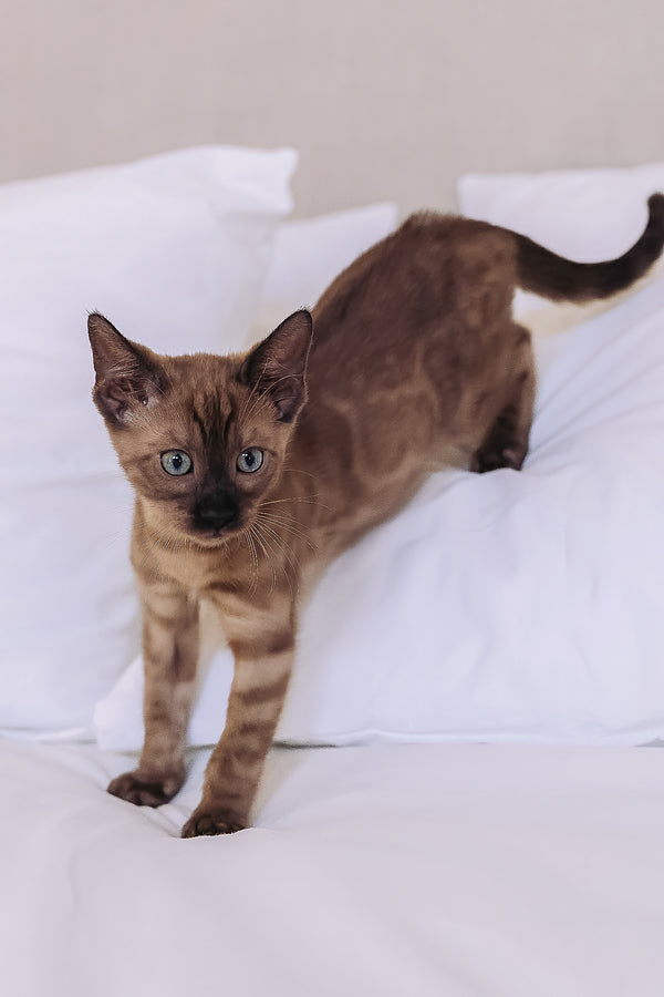 Winky | Bengal Kitten