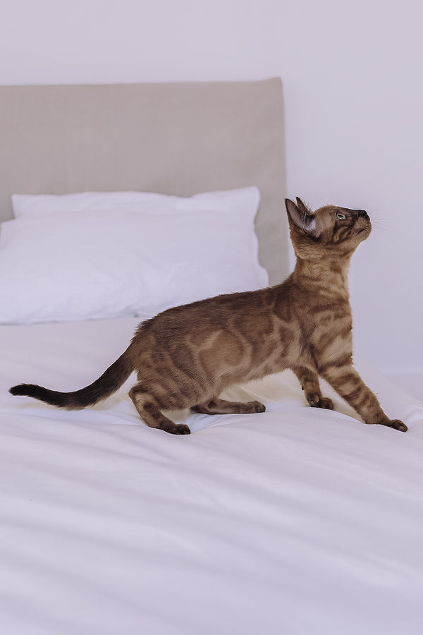 Winky | Bengal Kitten