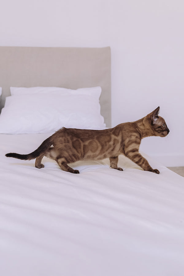 Winky | Bengal Kitten