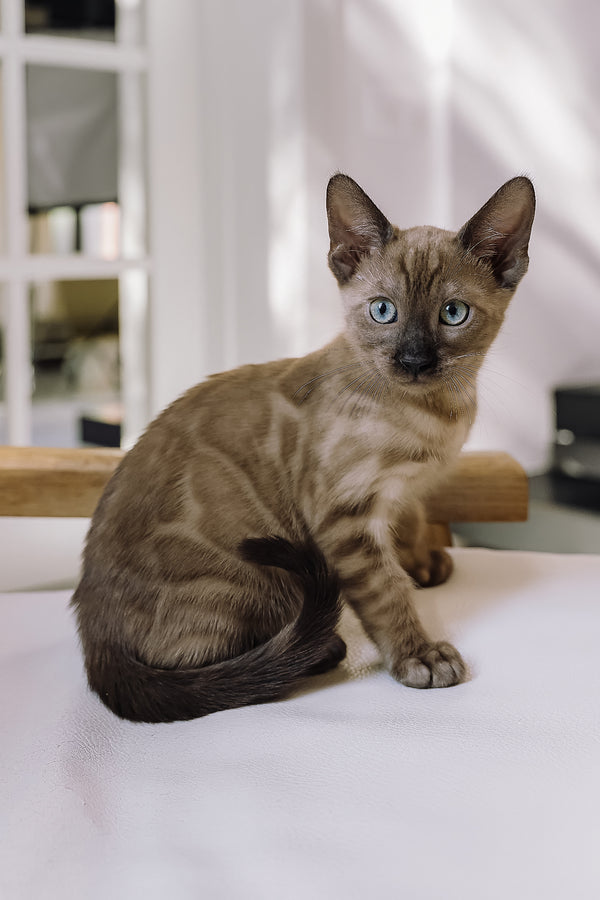 Winky | Bengal Kitten