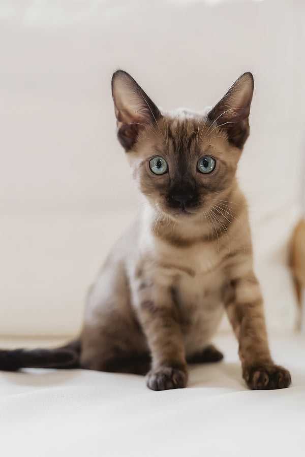 Winky | Bengal Kitten