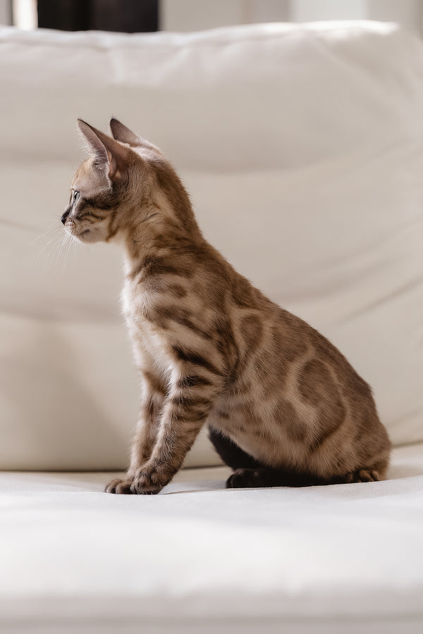 Winky | Bengal Kitten