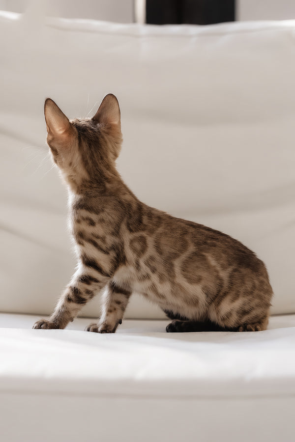 Winky | Bengal Kitten