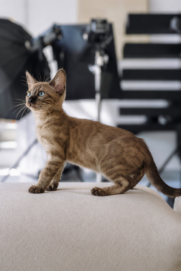 Winky | Bengal Kitten