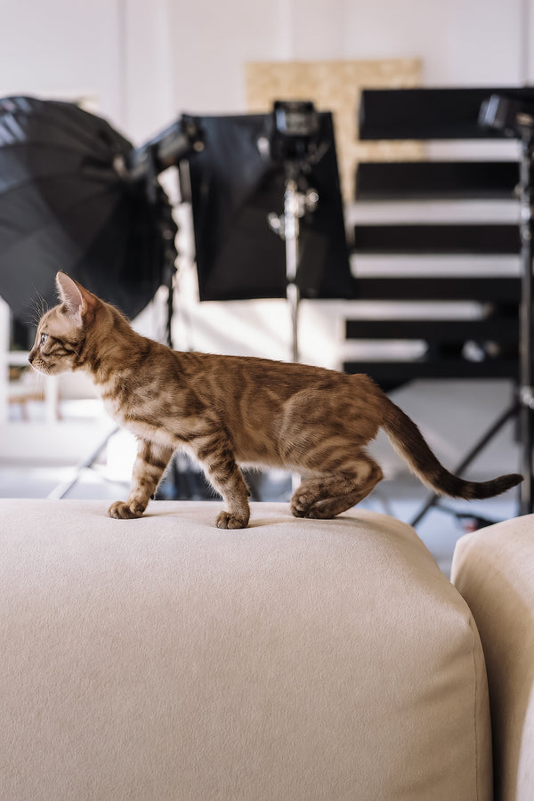 Winky | Bengal Kitten