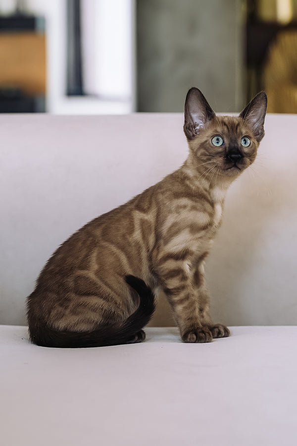 Winky | Bengal Kitten