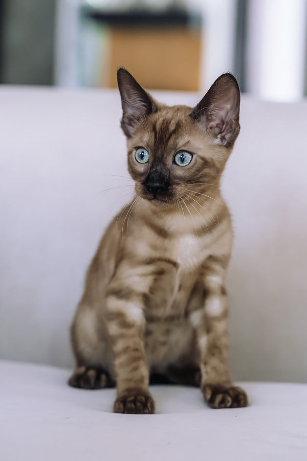 Winky | Bengal Kitten
