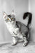 Waldox | Maine Coon Kitten