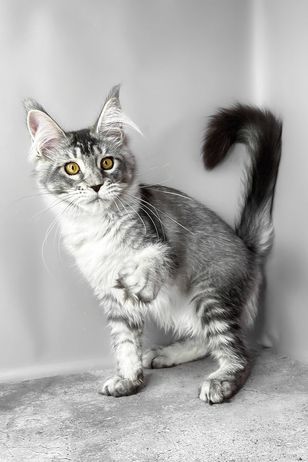 Waldox | Maine Coon Kitten