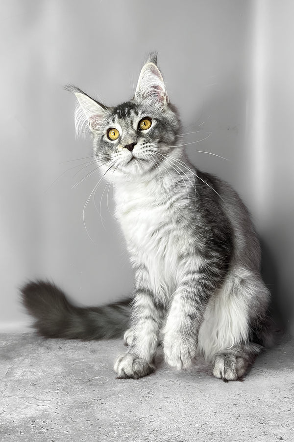 Waldox | Maine Coon Kitten