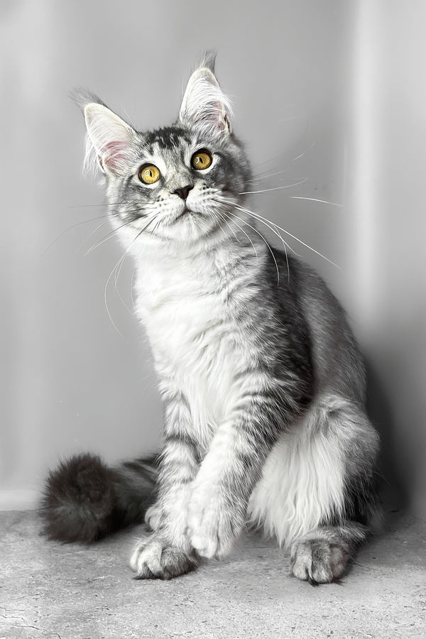 Waldox | Maine Coon Kitten