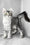 Waldox | Maine Coon Kitten