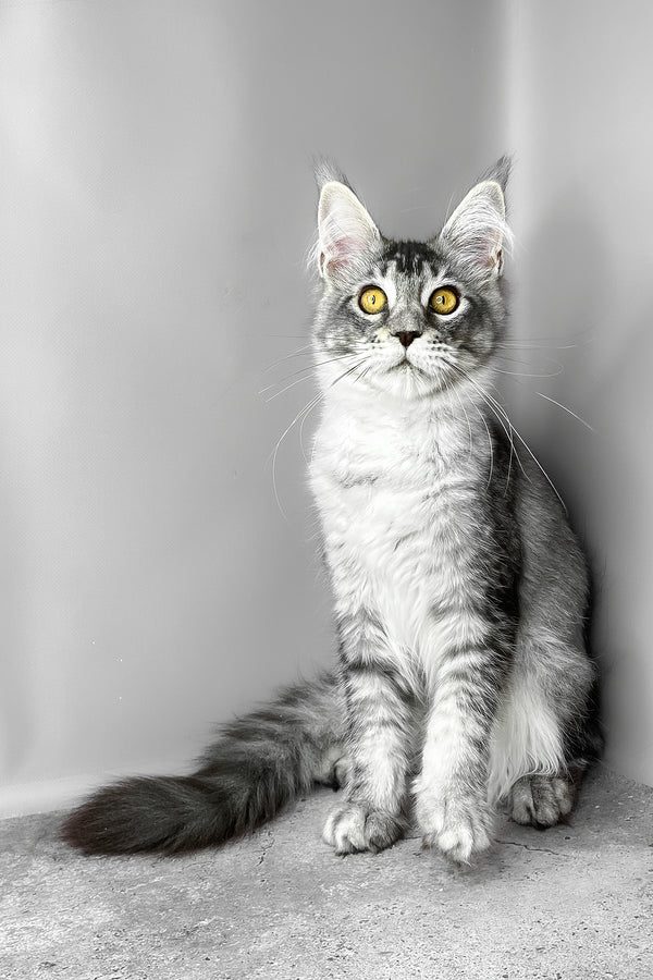 Waldox | Maine Coon Kitten