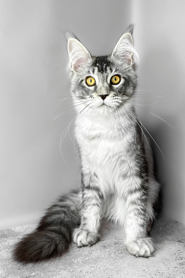 Waldox | Maine Coon Kitten