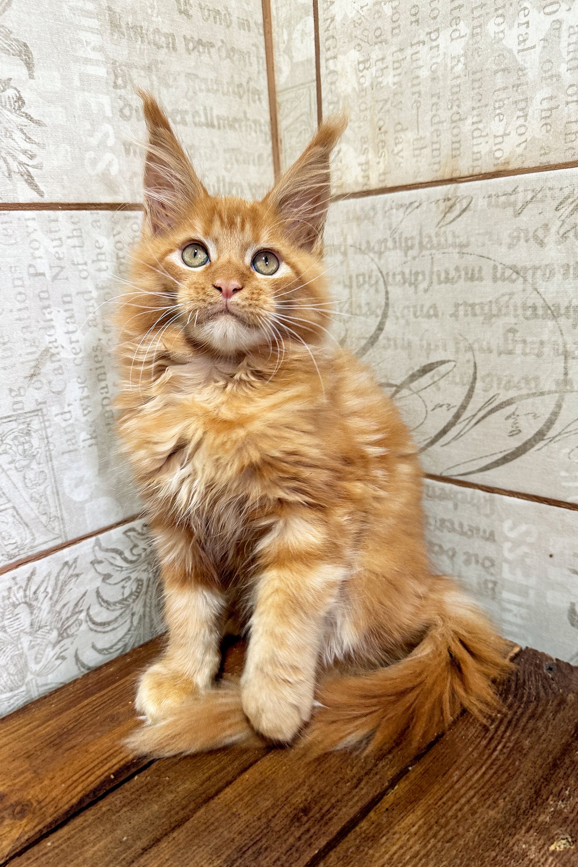Love Wales The Fluffy Orange Maine Coon Kitten love-wales-the-fluffy-orange-maine-coon-kitten