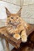 Wales | Maine Coon Kitten