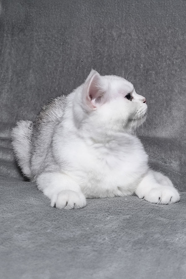 Walter | Scottish Straight Kitten