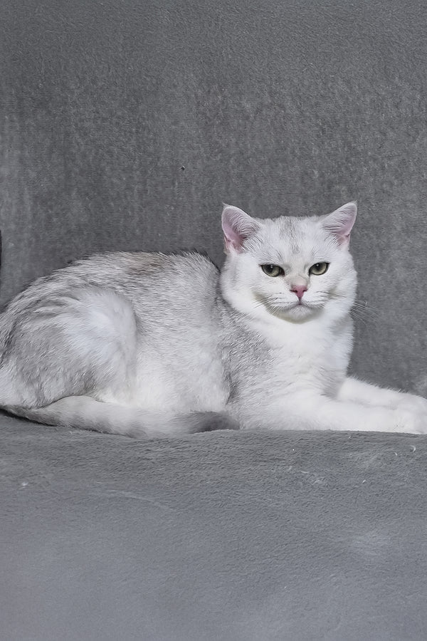 Walter | Scottish Straight Kitten