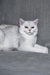 Walter | Scottish Straight Kitten