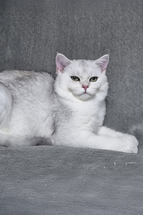 Walter | Scottish Straight Kitten