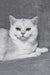 Walter | Scottish Straight Kitten