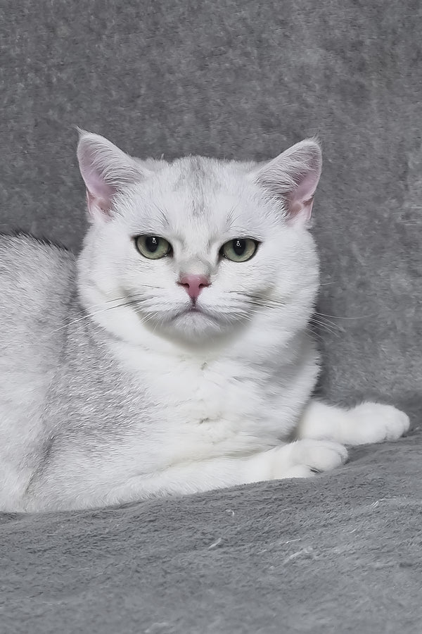 Walter | Scottish Straight Kitten