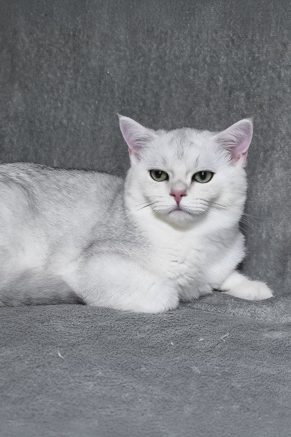 Walter | Scottish Straight Kitten