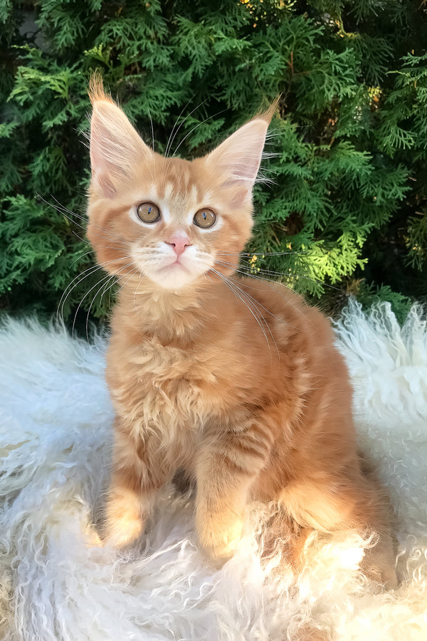 Wanda | Maine Coon Kitten