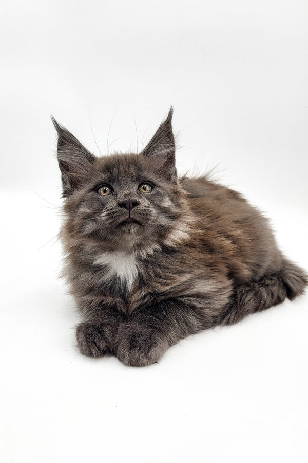 Wanda | Maine Coon Kitten