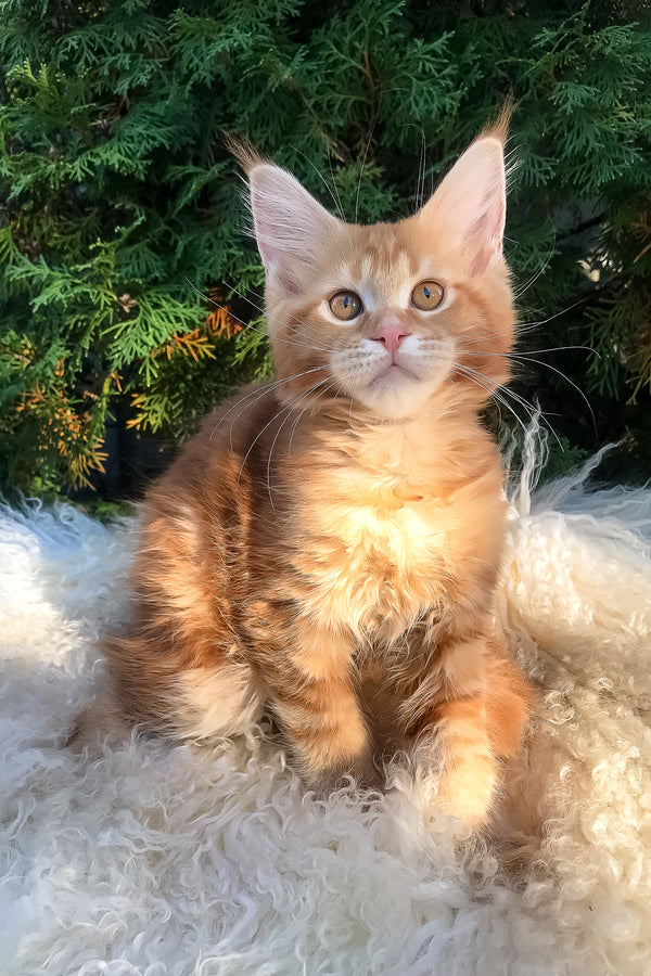 Wanda | Maine Coon Kitten
