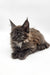 Wanda | Maine Coon Kitten