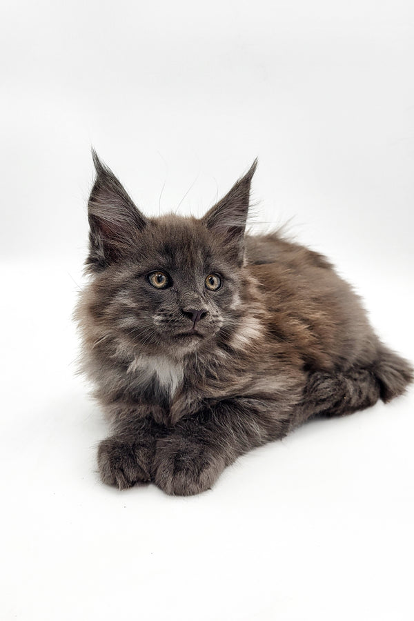 Wanda | Maine Coon Kitten