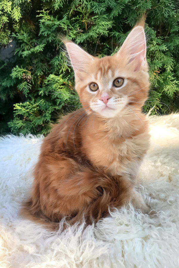 Wanda | Maine Coon Kitten