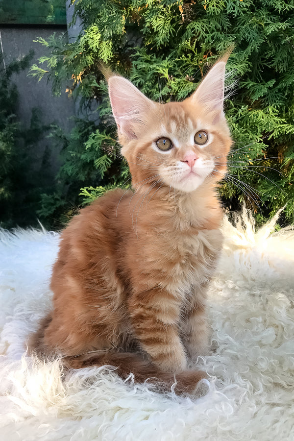 Wanda | Maine Coon Kitten