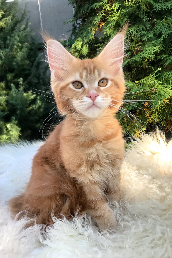 Wanda | Maine Coon Kitten