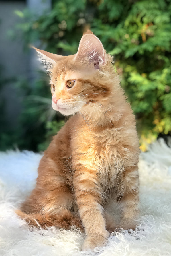 Wanda | Maine Coon Kitten