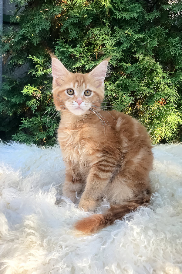 Wanda | Maine Coon Kitten