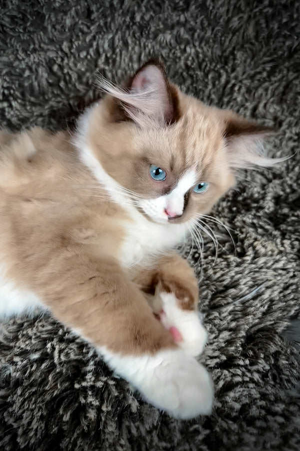 Warhol | Cherubim Ragdoll Kitten