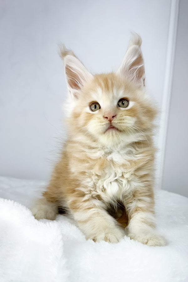 Warlock | Maine Coon Kitten