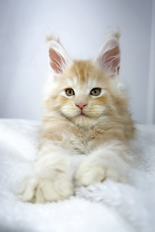 Warlock | Maine Coon Kitten