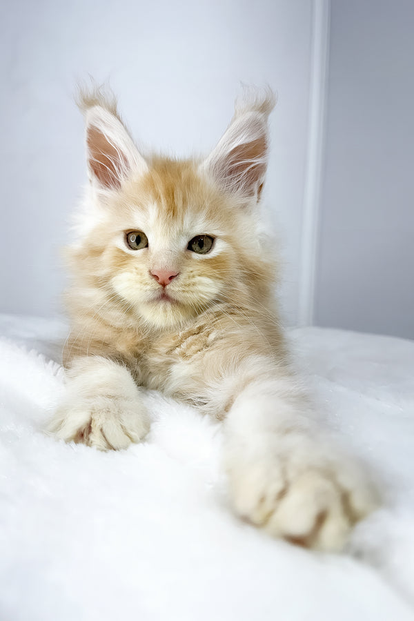 Warlock | Maine Coon Kitten