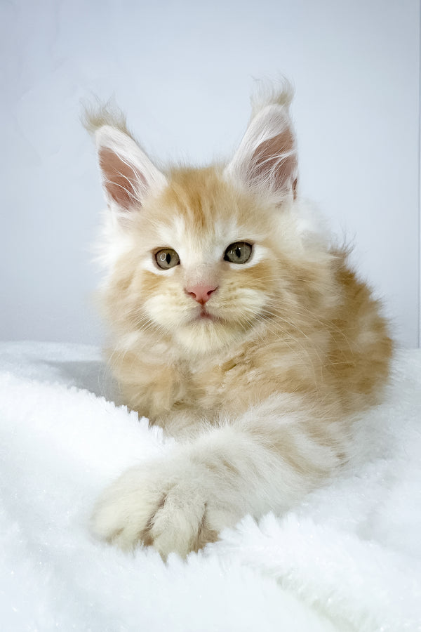 Warlock | Maine Coon Kitten