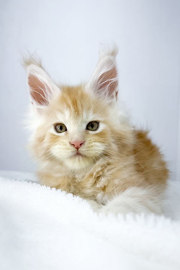 Warlock | Maine Coon Kitten