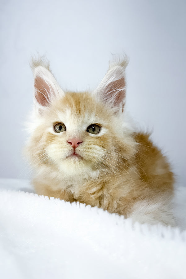 Warlock | Maine Coon Kitten