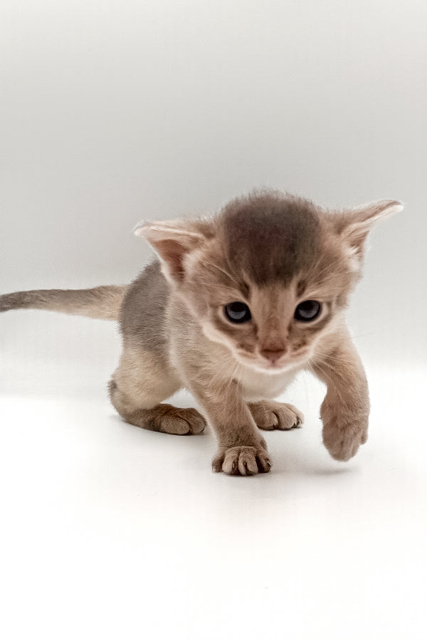 Washington | Abyssinian Kitten