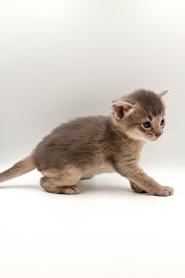 Washington | Abyssinian Kitten