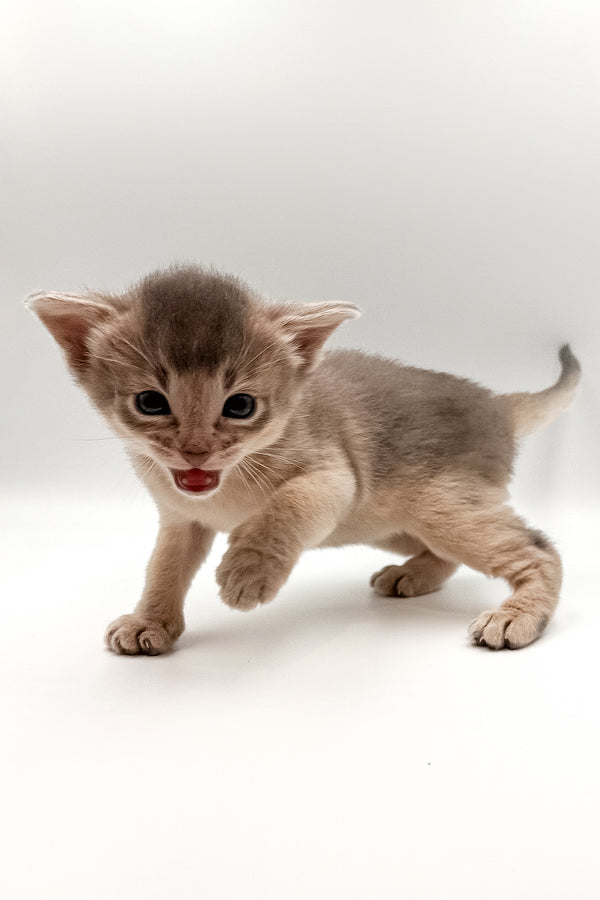 Washington | Abyssinian Kitten